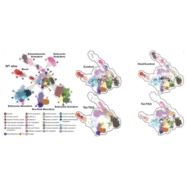 零基础Linux生信R语言16s数据qiim2单细胞测序微生物RNAseq基因组