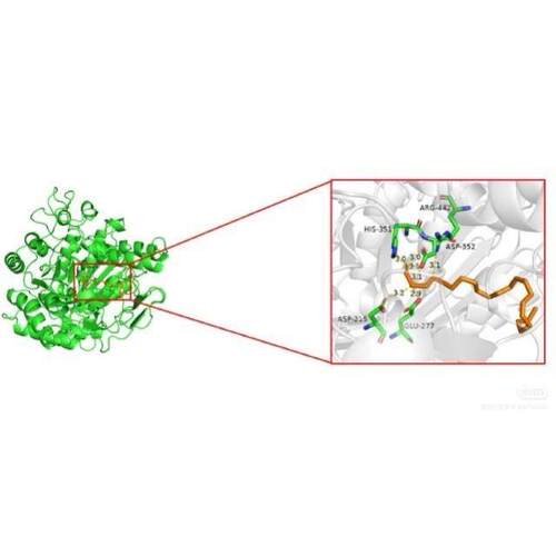 分子对接二维三维可视化作图