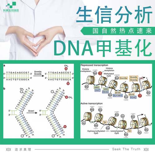 生信分析单细胞测序转录组TCGA GEO数据库挖掘分析生信服务