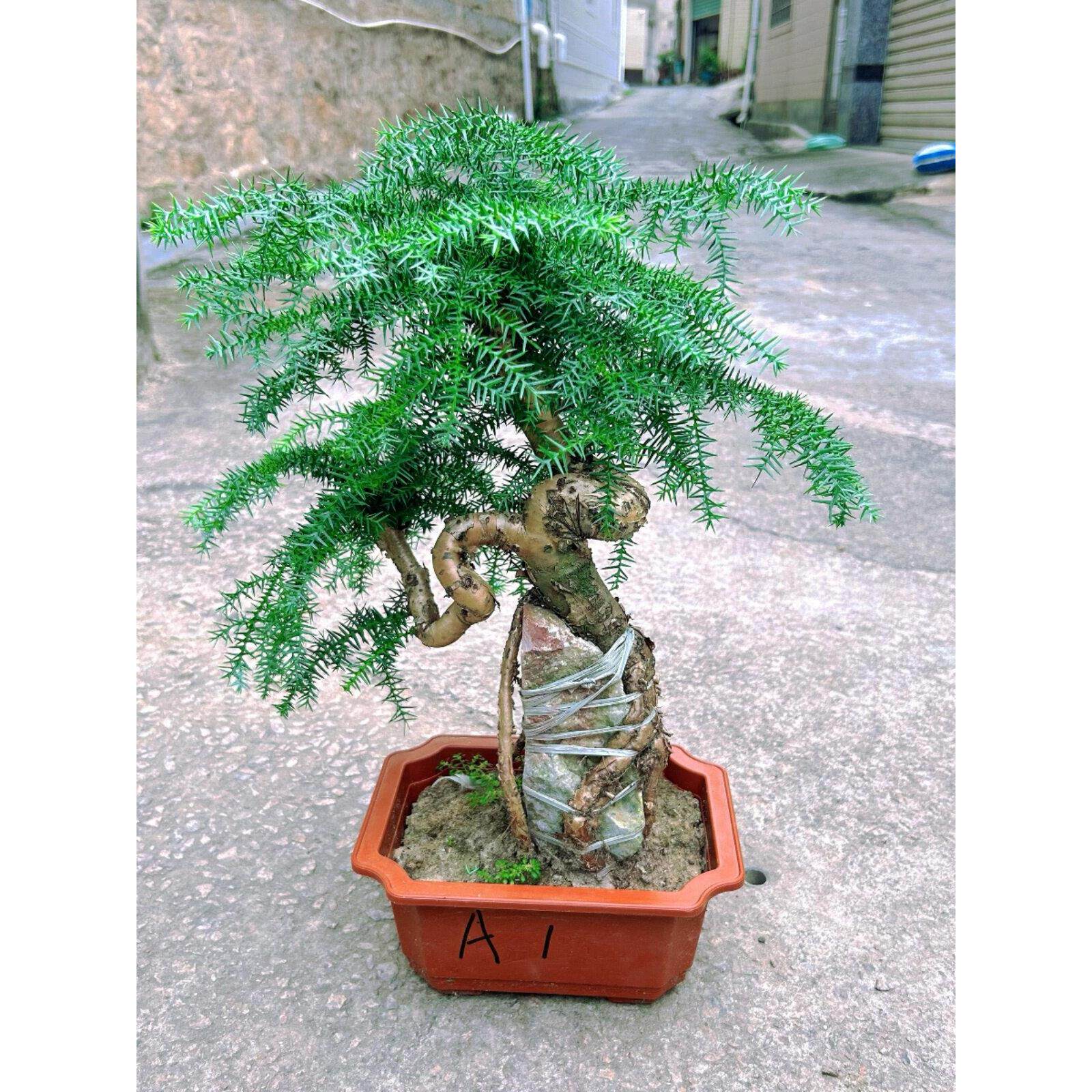 抱石澳洲杉老桩盆景绿植花卉植物室内好养活办公室四季常青不老松