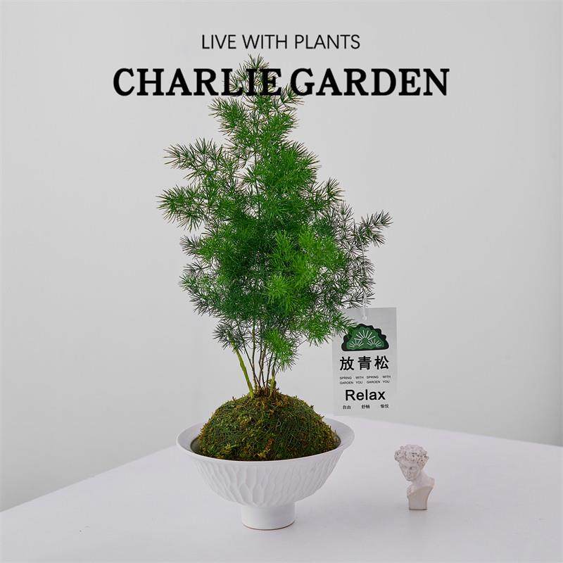 蓬莱松苔藓球办公室内桌面水培绿植物盆栽净化空气四季好养放轻松,鲜花速递/花卉仿真/绿植园艺,绿植,淘宝优惠券,粉丝福利购,淘宝优惠卷