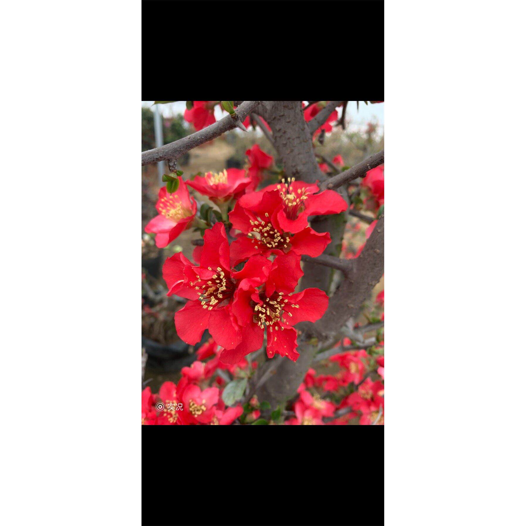 各类海棠花盆栽