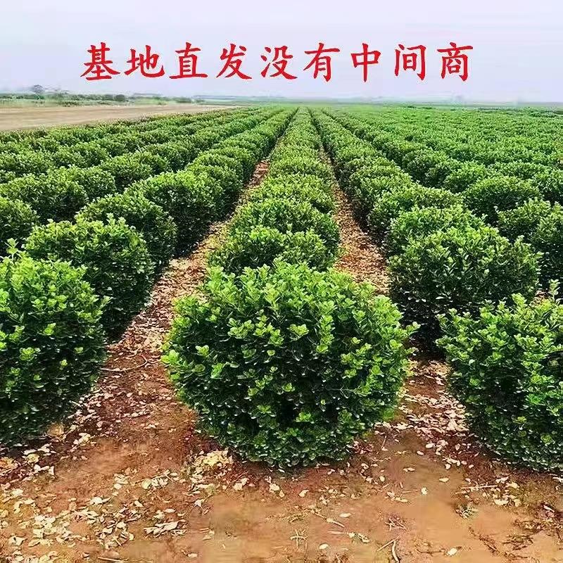 冬青球树苗地栽耐寒植物大叶黄杨球型庭院别墅围墙篱笆树绿化苗木