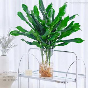 水培植物高大螺纹铁观叶绿植客厅室内好养无土纯水培盆栽四季常青
