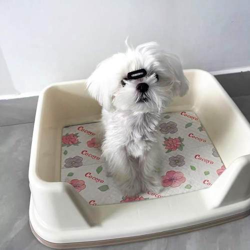 爱丽思狗狗厕所防外溅加高宠物便盆围边尿尿盆小型犬泰迪宠物用品