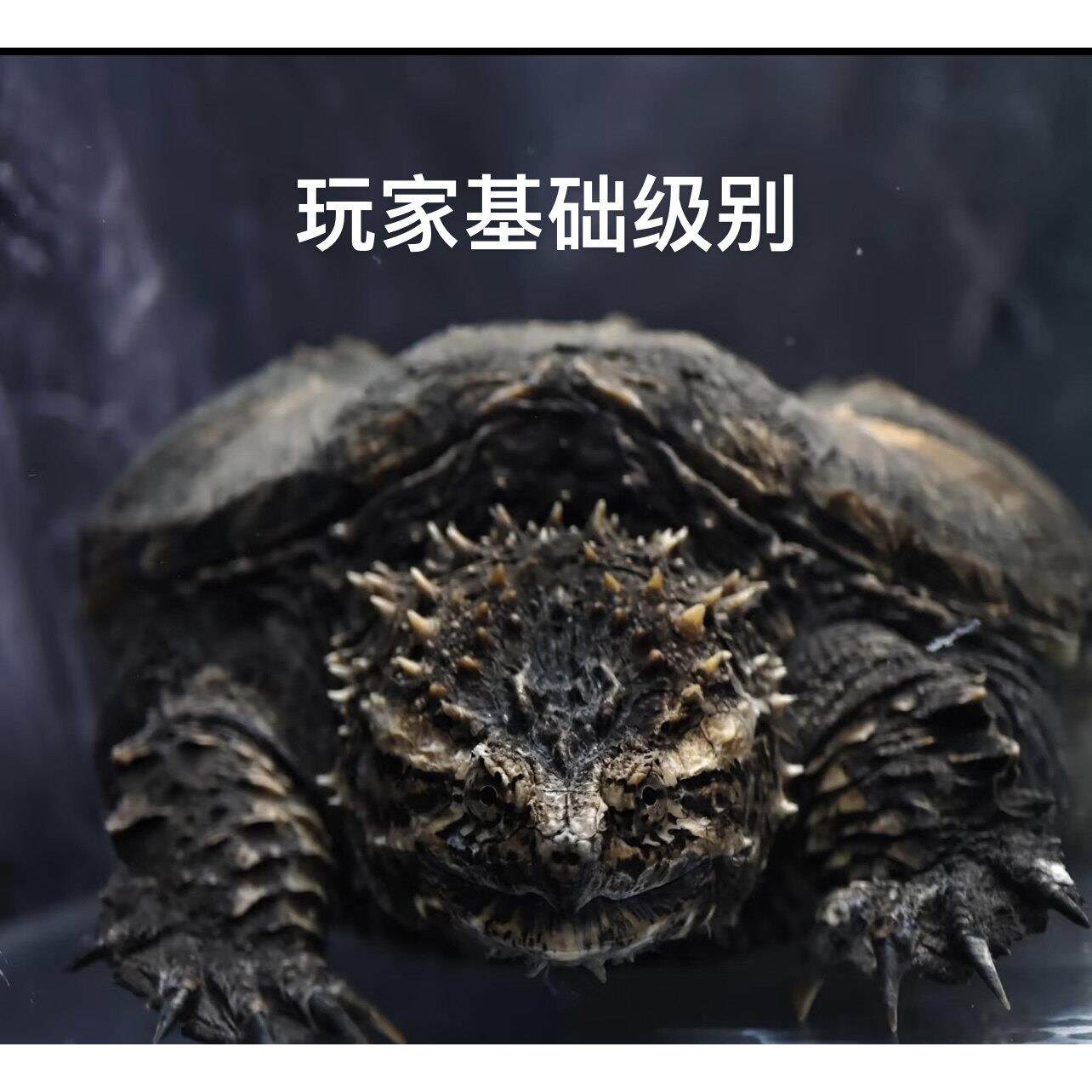 纯佛鳄龟基础入门级选手鳄龟纯佛野后鳄龟入们选手佛鳄龟凶猛级别