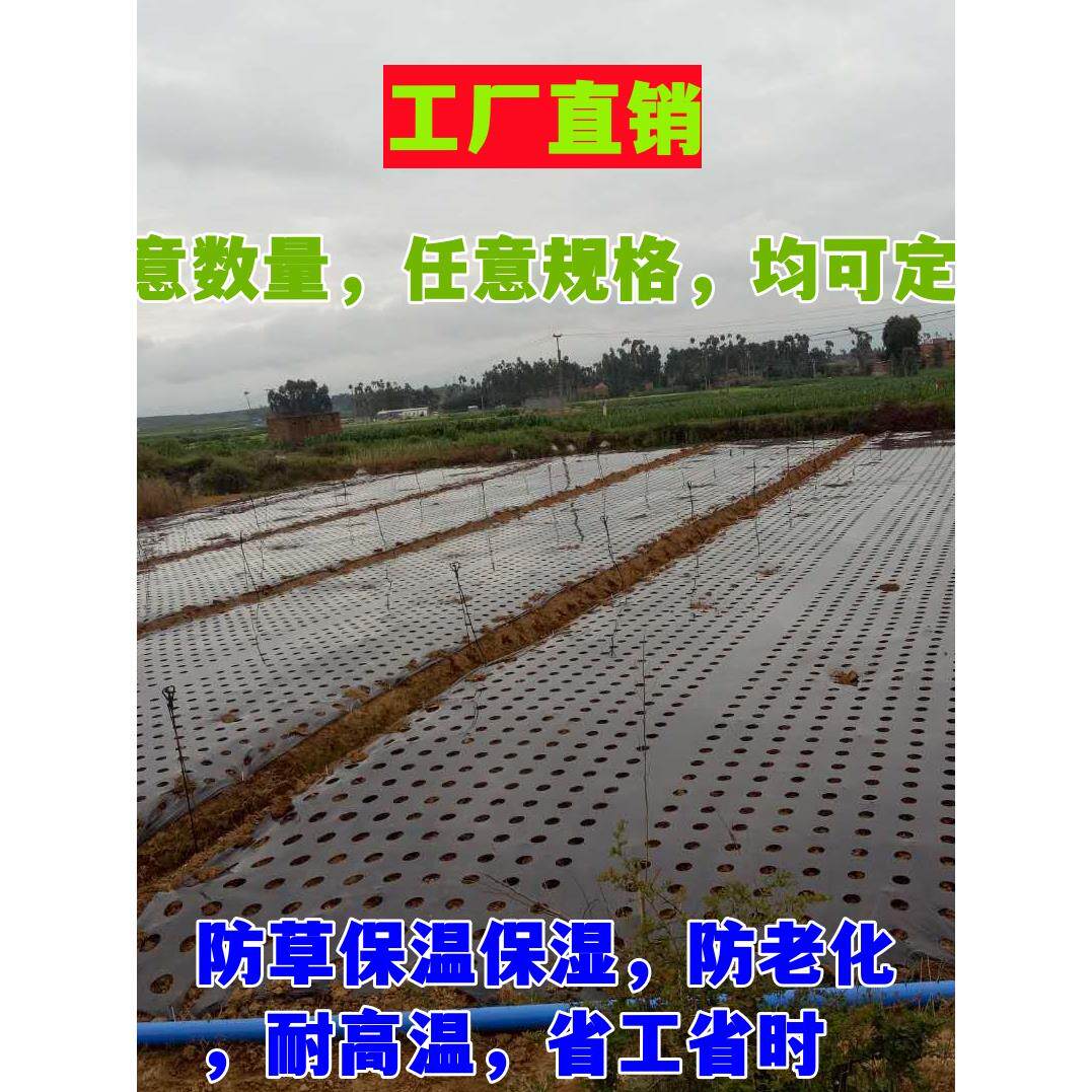 打孔地膜农用有孔塑料薄膜黑色除草保温蔬菜树苗种菜种植白银黑膜