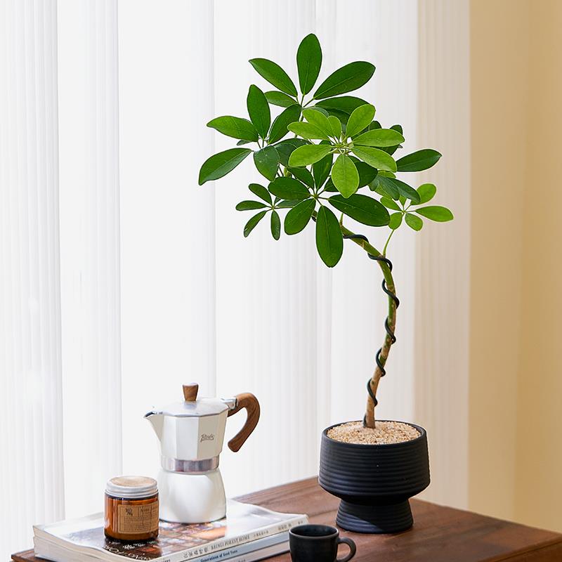 造型鸭脚木盆栽大颗招财树植物八方来财室内办公桌面绿植净化空气