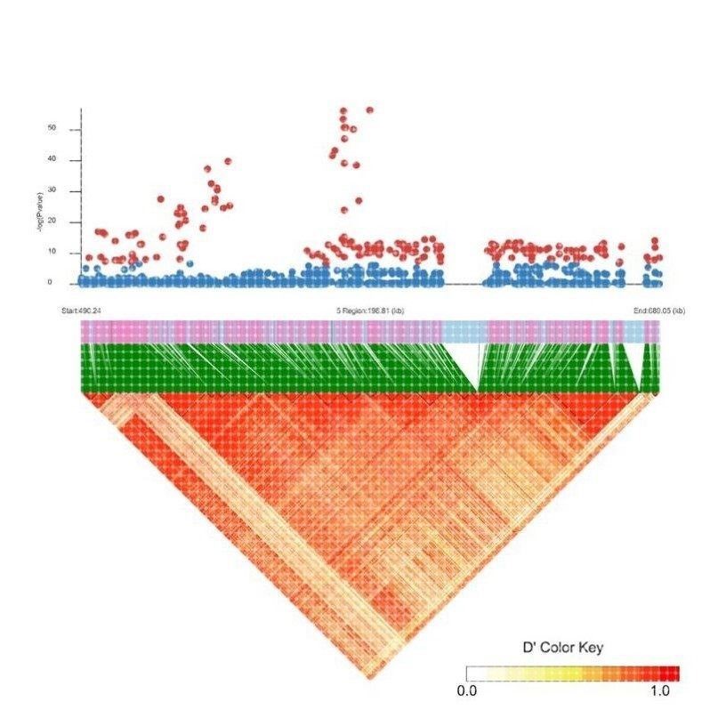 植物生物信息GWAS分析2D3D绘图/单倍型分析构建进化树/生物信息图片