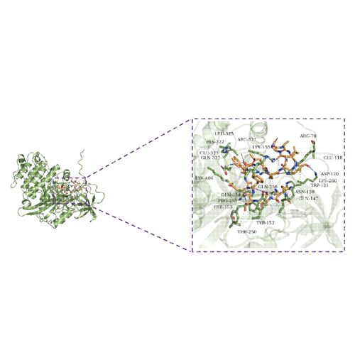 分子对接/网络药理学/中药复方/动力学模拟/虚拟筛选/小分子/多肽