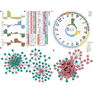 NCBI blast多序列比对共线性分析比较基因组生信16s菌株鉴定服务