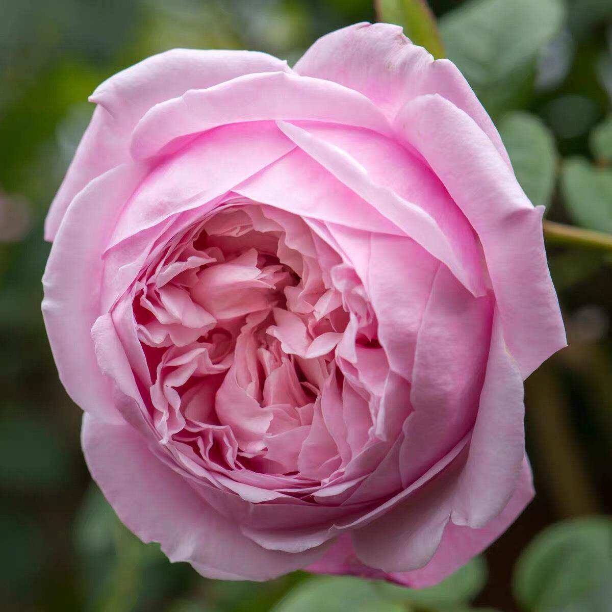 自由原盆1.2米左右高度耐阴耐热爬藤植物爬墙玫瑰