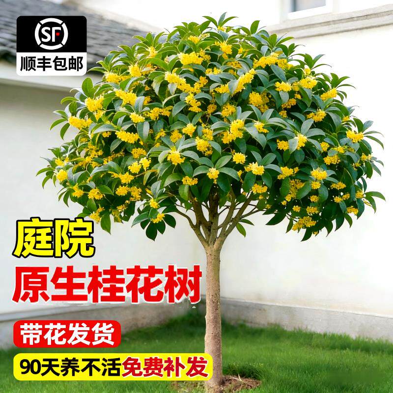 桂花树苗大树四季桂南北方种植庭院地栽高杆金桂丹桂浓香花卉植物