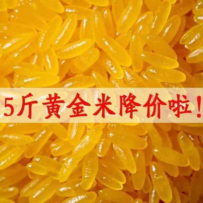 东北特产黄金米当季新粮玉米胚芽五谷杂粮低脂肪粗粮主食