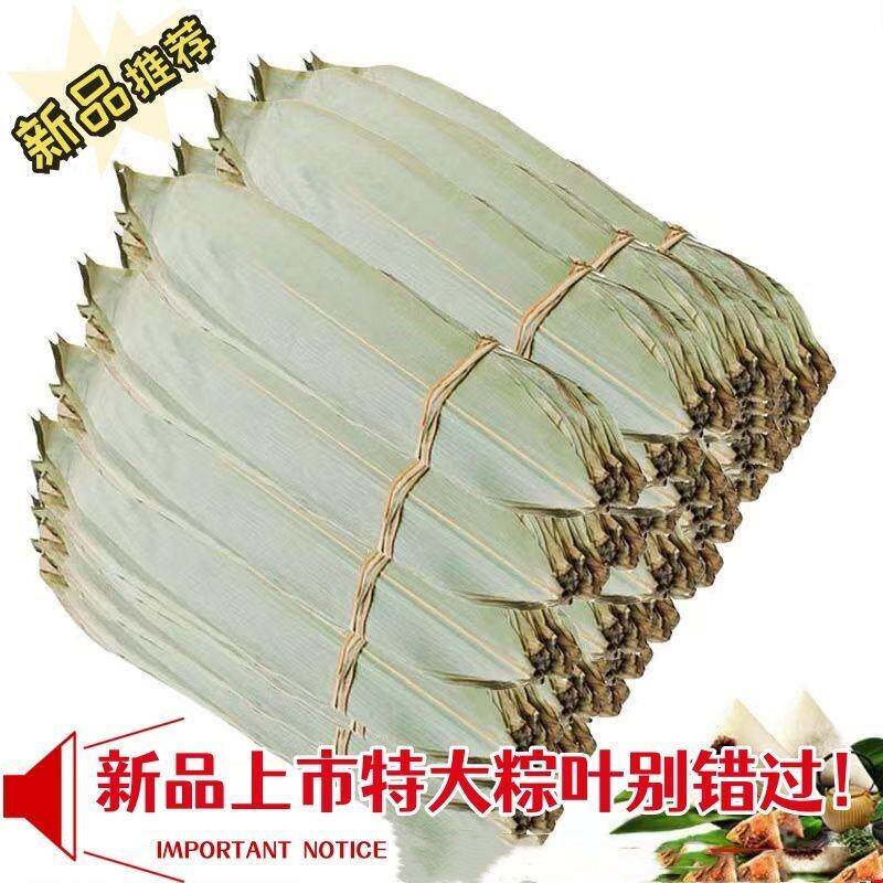 【特大加厚】粽叶包邮干粽叶新鲜野生大粽叶子包粽子叶非芦苇叶