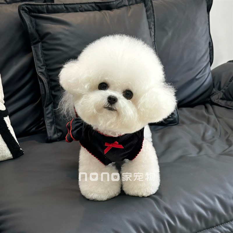 狗狗衣服秋冬新h款金丝绒蛋糕公主裙小型犬贵妇服宠物比熊泰迪猫