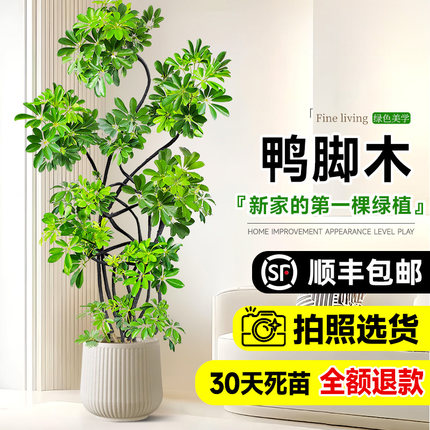 鸭脚木客厅大盆栽绿植室内大型高级感落地大号鸭掌木真花四季好养
