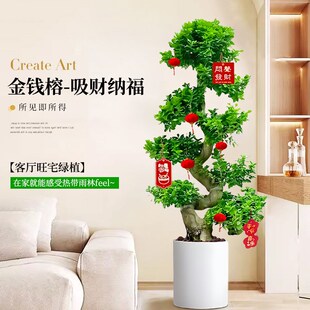 造型金钱榕盆栽室内小叶老桩盆景招财摇钱树客厅大型榕树开业送礼