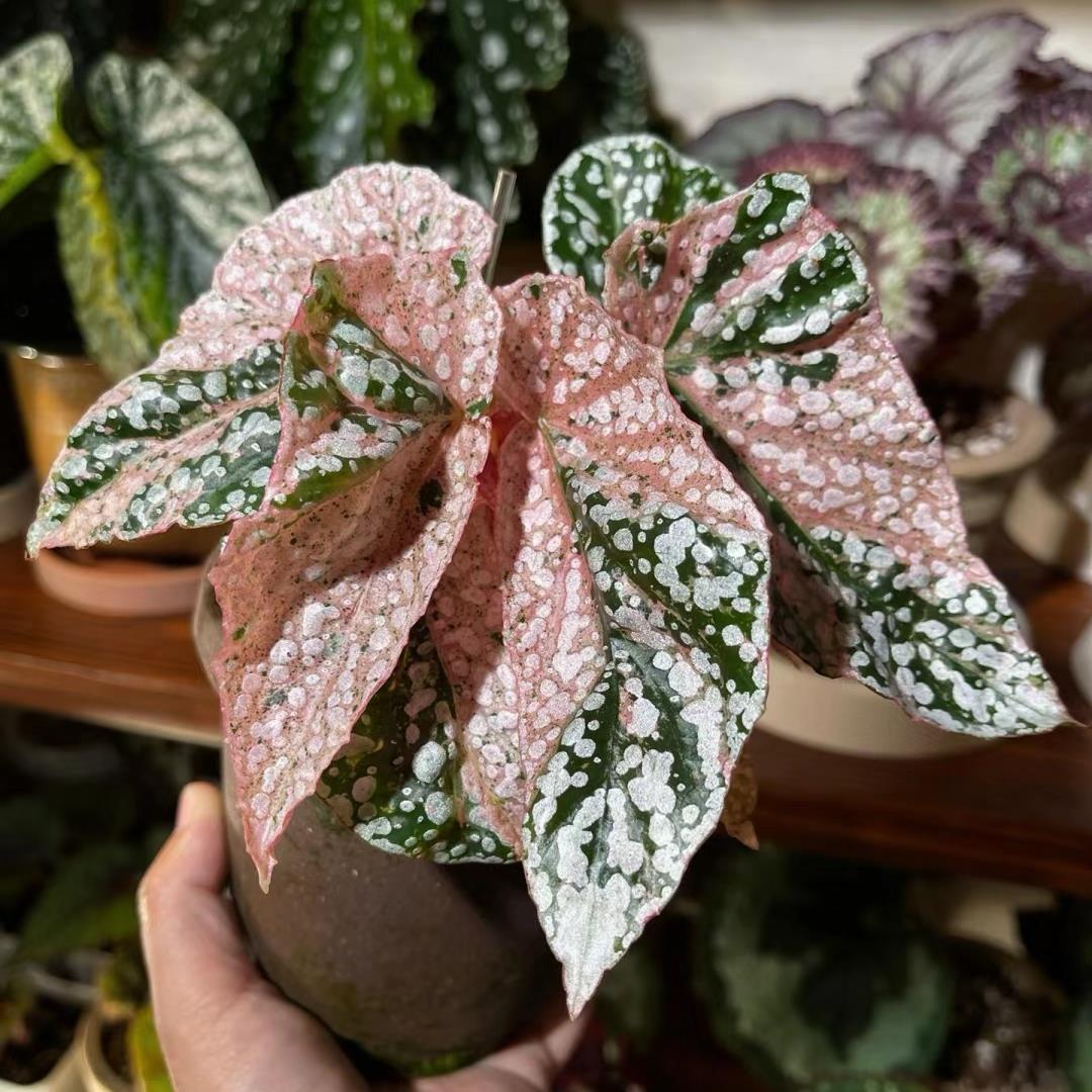 富士山锦秋海棠竹节类阳台室外室内客厅桌面绿植盆栽观叶赏花植物