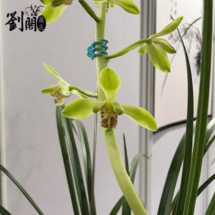 蕙兰大荷花型水仙瓣兰花苗 大一品 现带花苞出售好养花卉盆栽包邮