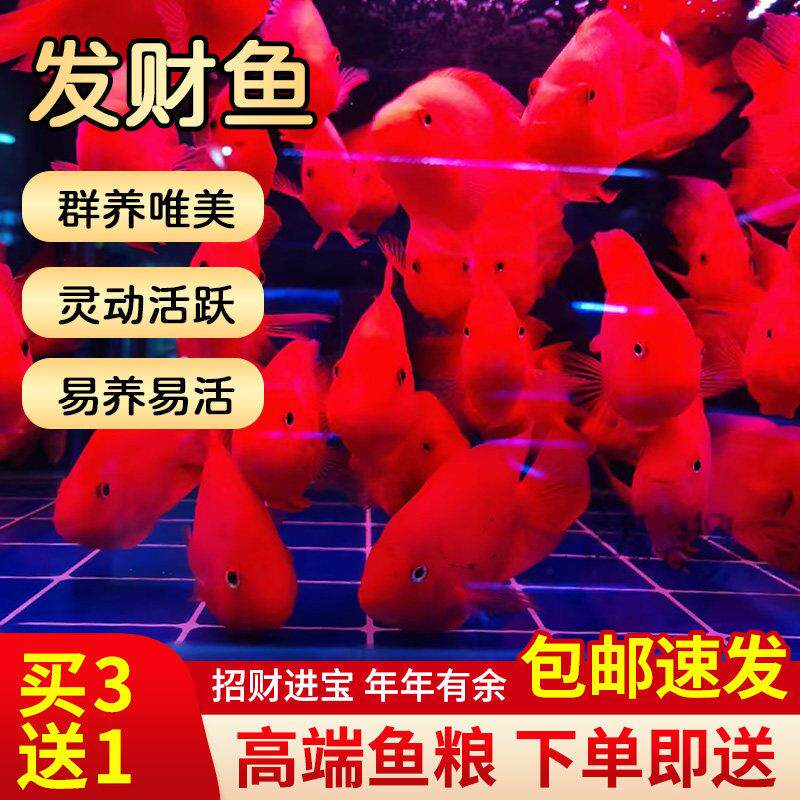 鹦鹉鱼活体鱼发财鱼红财神元宝血鹦鹉鱼招财鱼观赏鱼热带鱼活体
