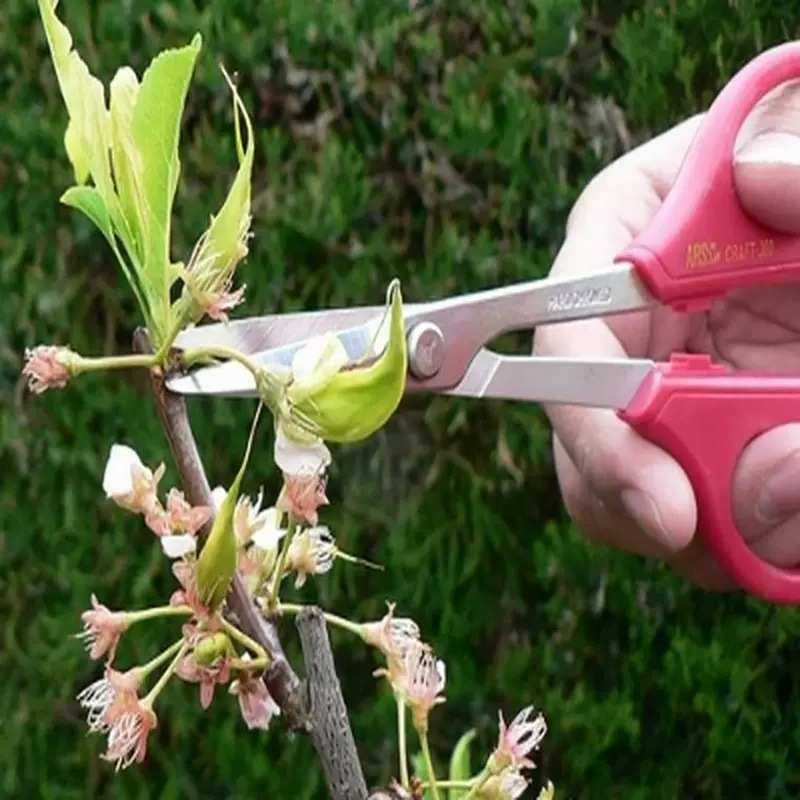 爱丽斯（ARS）园林修剪工具 380盆景用剪工艺剪园艺剪细枝剪,模玩/动漫/周边/娃圈三坑/桌游,模型制作工具/辅料耗材,淘宝优惠券,粉丝福利购,淘宝优惠卷