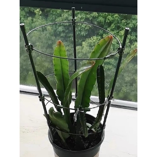 昙花专用支架多层可伸缩爬藤架子花月季花架室内花卉绿萝铁线莲