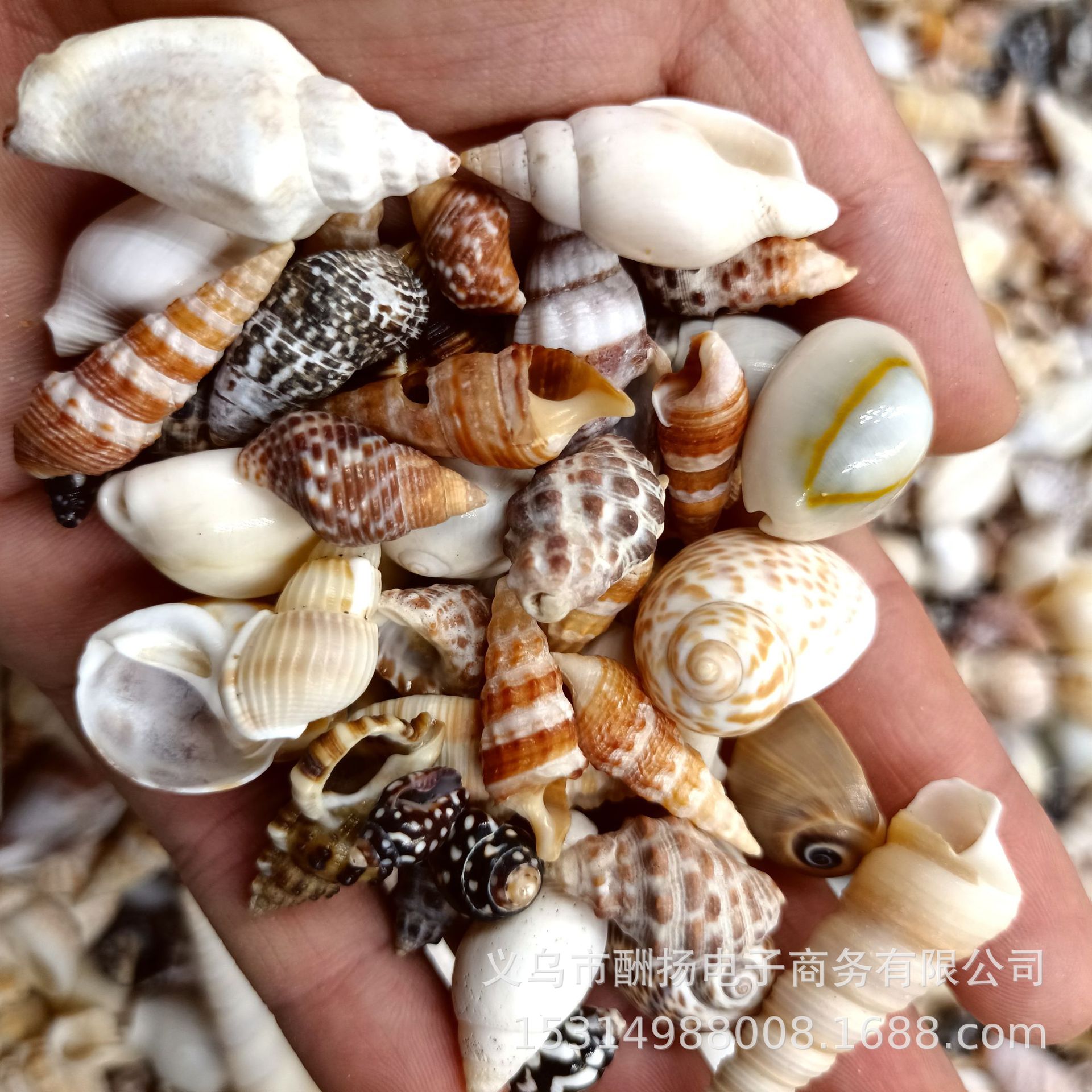 《海底洋》1-5cm粉色系贝壳海螺海星混合贝沙鱼缸水族婚庆活动装