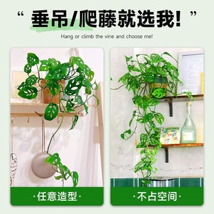 水培仙洞龟背竹盆栽爬藤植物室内耐阴好养观叶垂吊绿植懒人养的花