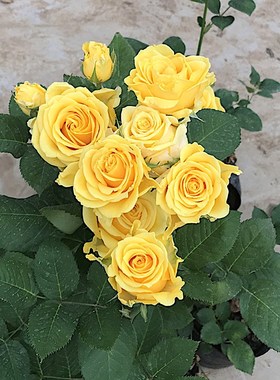 金香玉 阳台盆栽月季庭院地栽耐寒耐旱J抗病勤花切花玫瑰分枝性好