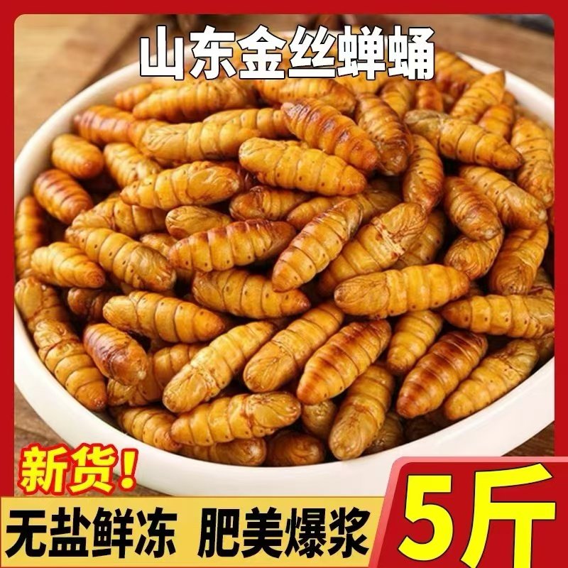 金丝蚕蛹鲜活新鲜冷冻无盐山东特产黄金蝉蛹油炸小桑蚕蛹商用烧烤