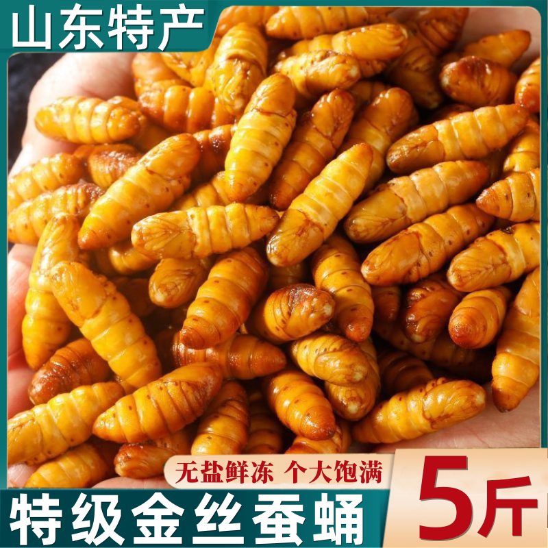 金丝蚕蛹鲜活新鲜冷冻无盐山东特产黄金蝉蛹油炸小桑蚕蛹商用烧烤