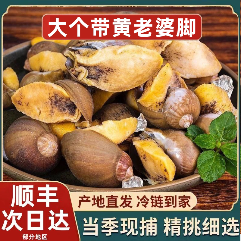 青岛鲜活特大鲍鱼螺冷冻