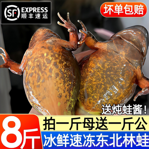 东北林蛙冰鲜速冻满油满籽顺丰