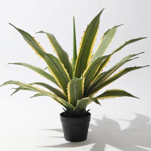 仿真绿植龙舌兰盆盆栽芦荟多20230714肉窗植物装小栽造景客厅橱摆