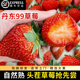 初遇季 丹东草莓99红颜九九牛奶奶油大草莓新鲜水果孕妇宝宝放心吃