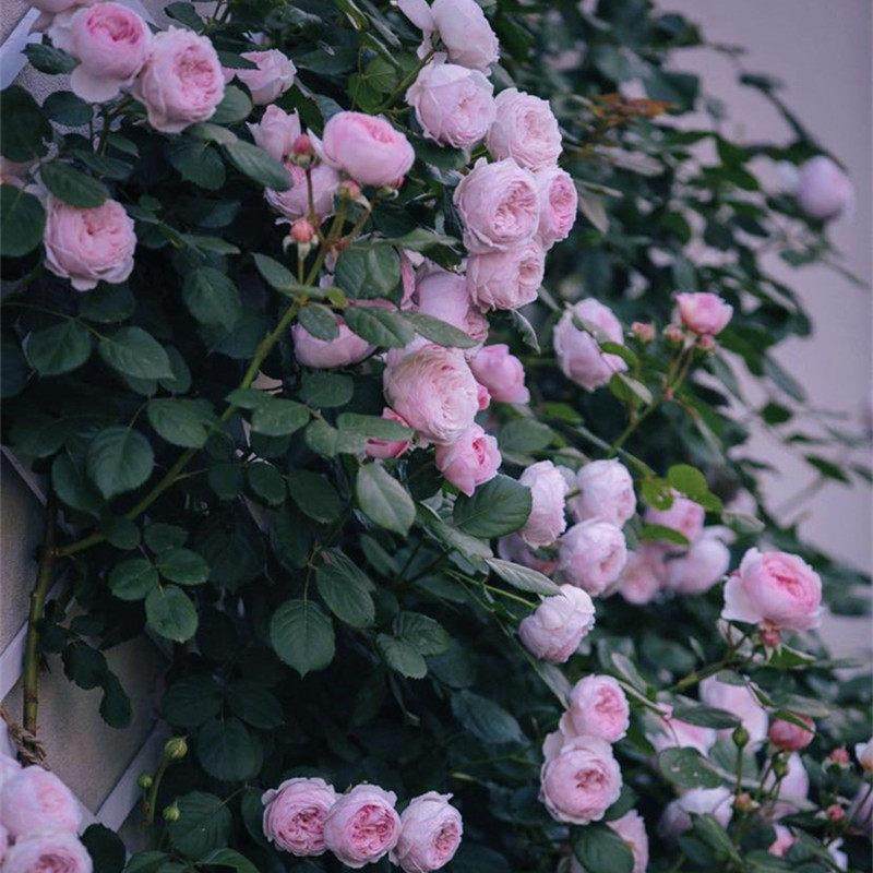 龙沙宝石爬墙藤本月季蔷薇特大花苗浓香四季开花庭院别墅阳台植物,鲜花速递/花卉仿真/绿植园艺,月季/蔷薇/玫瑰,淘宝优惠券,粉丝福利购,淘宝优惠卷