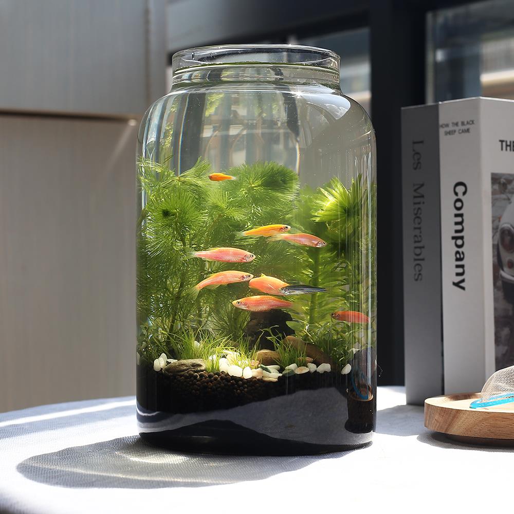 生态鱼缸微景观玻璃鱼缸办公桌面生态瓶免换水diy材料作业自循环