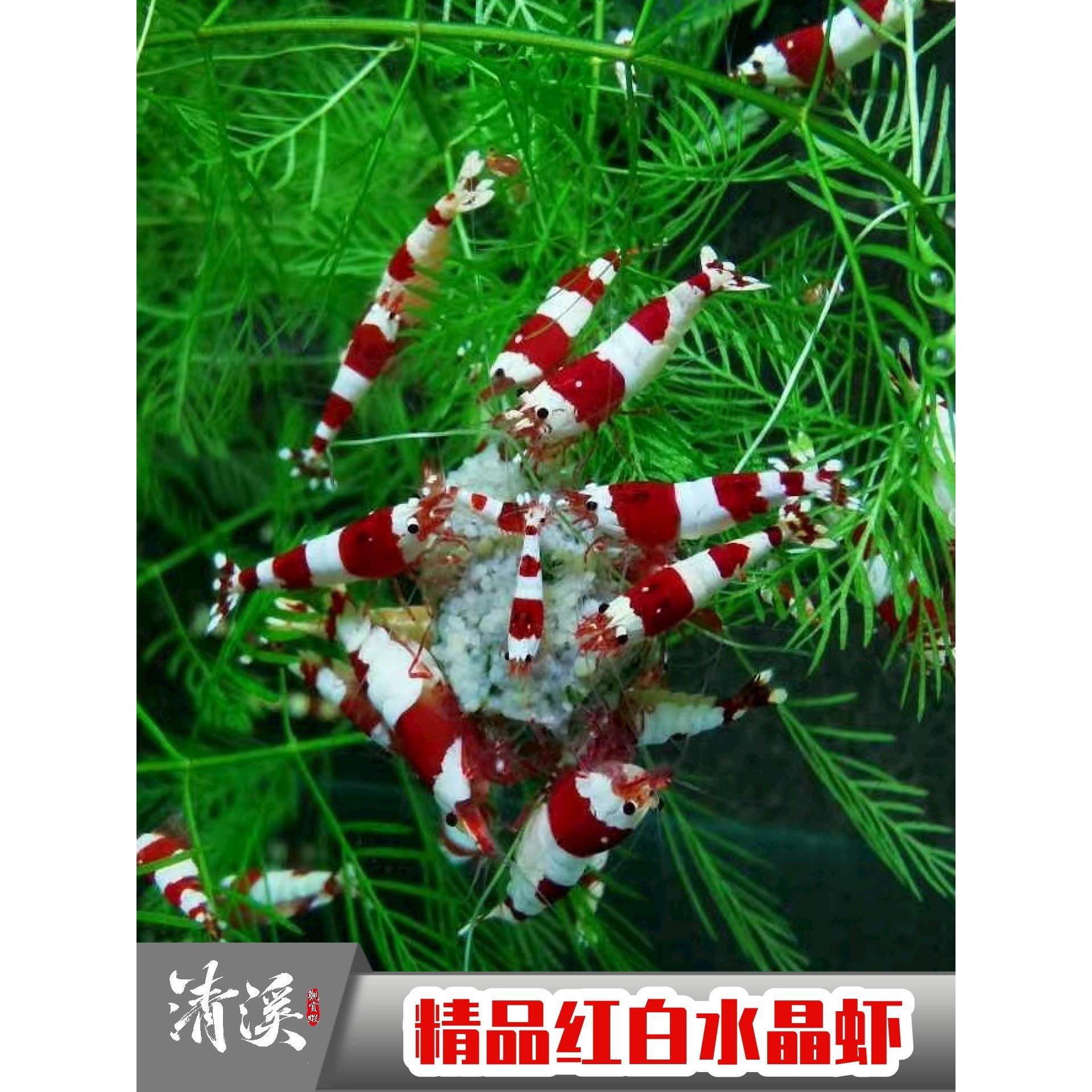 精品红白水晶虾观赏冷热带淡水虾子大小成年繁殖鱼缸虾鲜活宠物邮