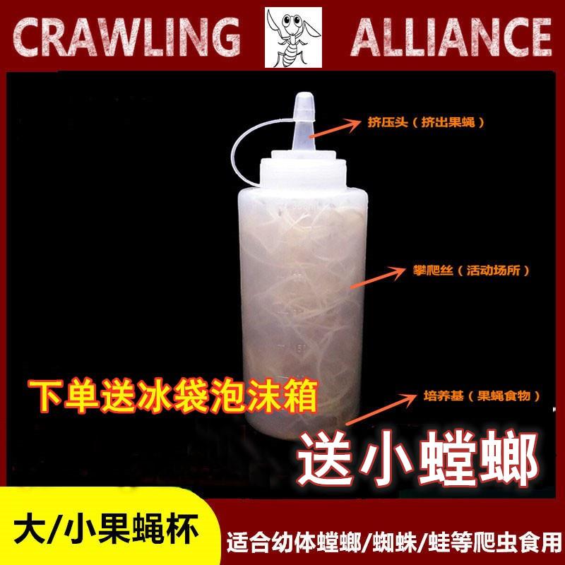 果蝇杯活体饲料大小残翅树蛙螳螂蜘蛛活体饲料包邮
