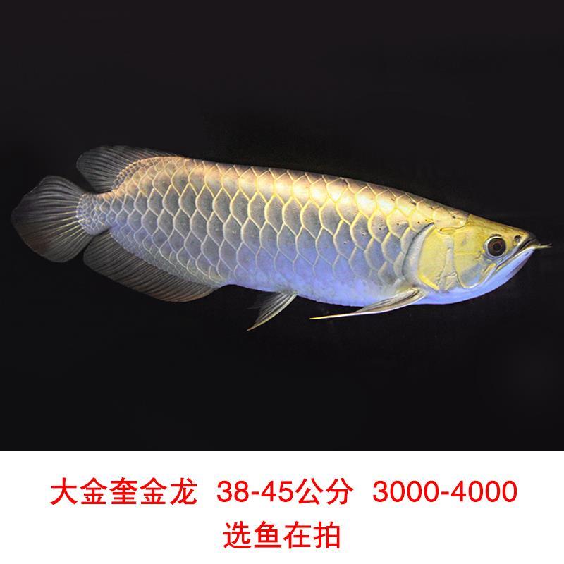.活鱼龙鱼幼苗印尼辣椒红龙鱼古典过背纯血红龙捡漏鱼