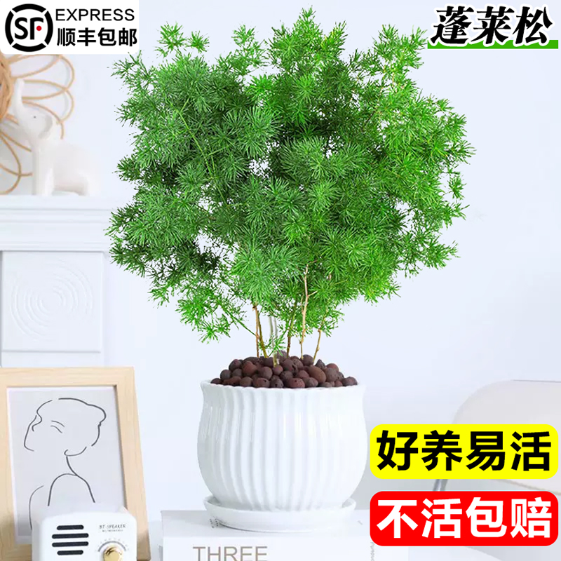 蓬莱松盆栽迎客松客厅旺宅绿植物办公室桌面盆景四季常青好养花卉