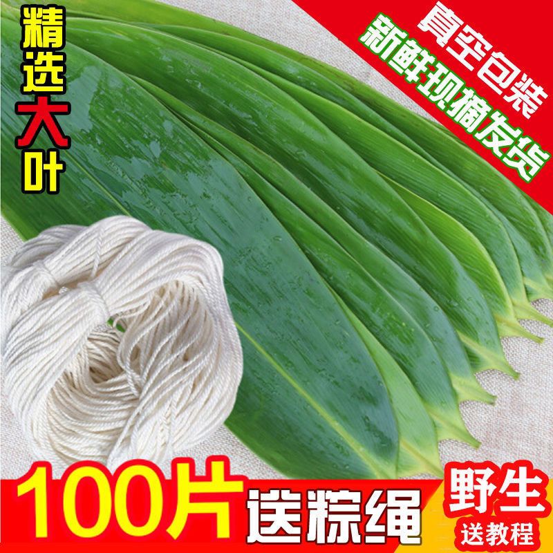 农山畔新鲜大号粽子叶天然特大号