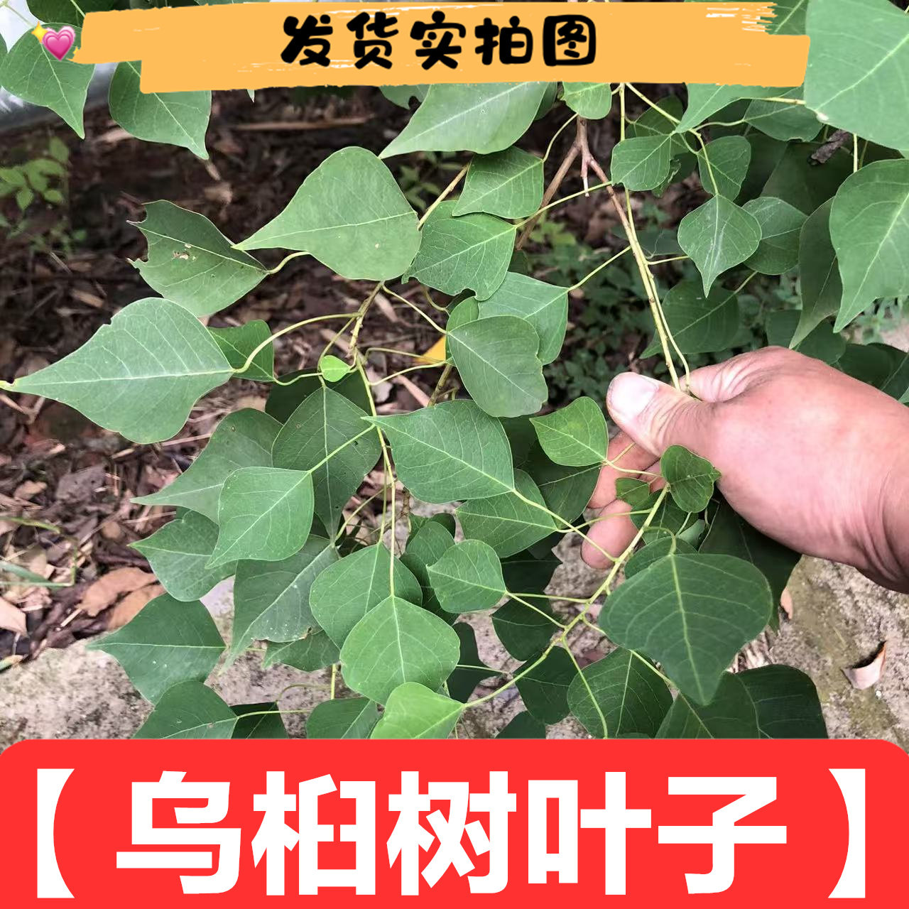 新鲜乌桕叶500克包邮干货木子树桕子树叶农家日晒乌桕树叶植物料