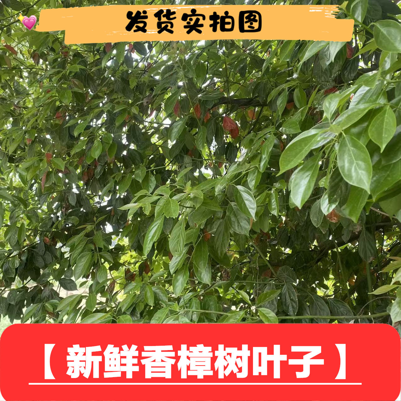 乡下新鲜香樟树叶干品泡茶洗澡