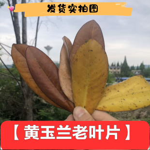 干黄老叶广玉兰叶花艺材料拍图片新鲜采摘干品自然老树叶包邮实拍