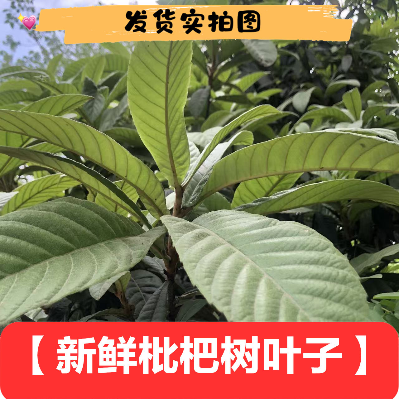 新鲜无硫枇杷树叶泡茶熬水500g