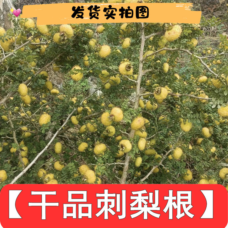 晒干刺梨根干品汤药膳原料