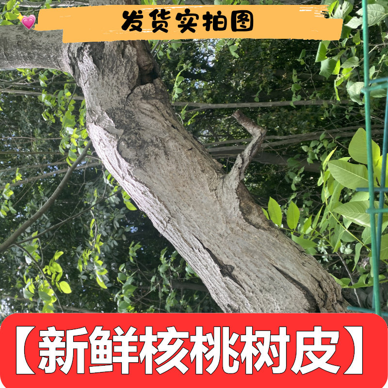 新鲜核桃树皮树枝条叶子