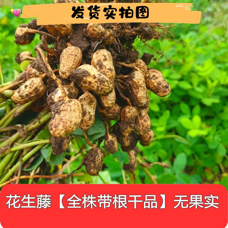 四川乡下采摘干花生藤干花生根干花生叶子全草泡茶水500g包邮食用